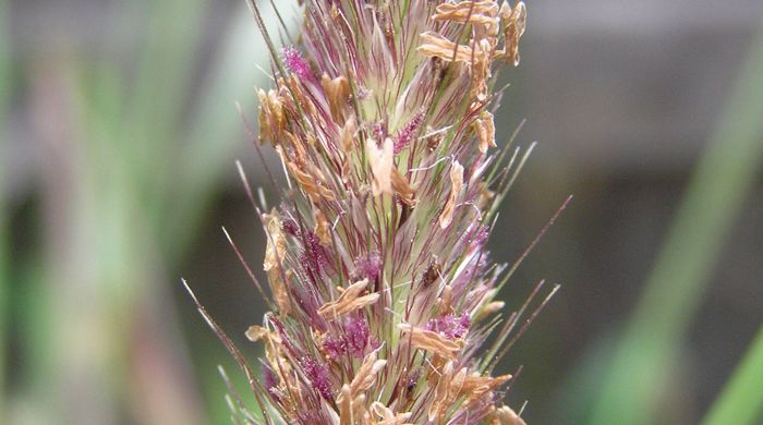 Close up of the flowerhead of the African feather grass with all the flowers dried out.