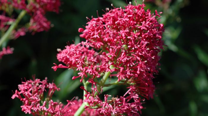 Close up of red valerian flowers.