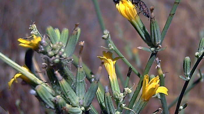 Close up photo of the yellow flowers of the skeleton weed.