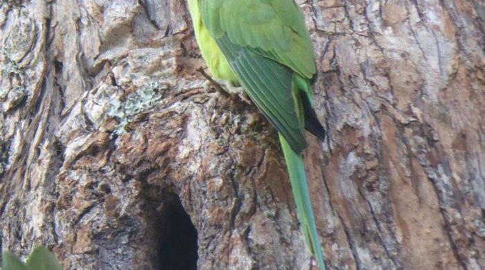 An Indian ringneck parakeet tucked into a nook of a tree.
