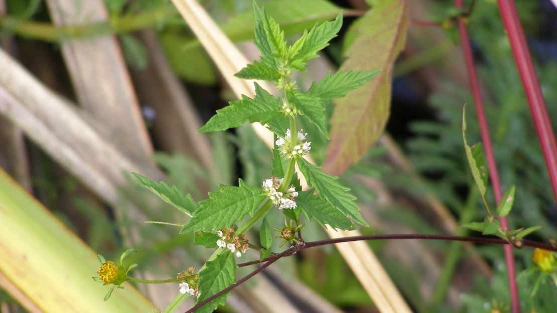 Gypsywort young leaves with small flowers.