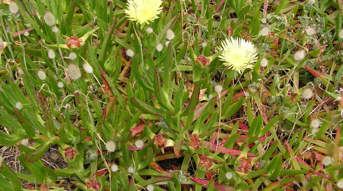 Iceplant with two yellow flowers.