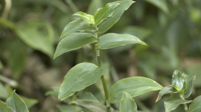 Close up of Tradescantia leaf tips.