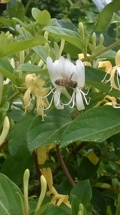 Bee on Japanese Honeysuckle flowers.