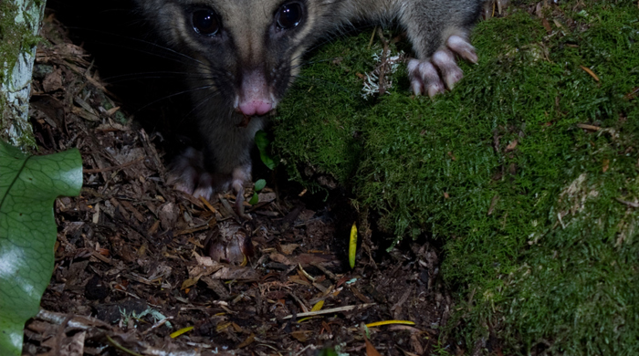 Close up of a possum from the front with its pink ears and snout. 
