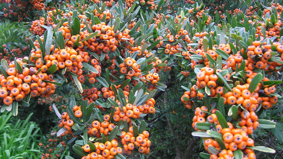 Firethorn trees with hundreds of orange berries.