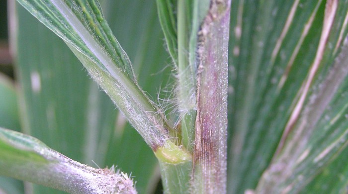 Close up of the stem of a palm grass leaf.