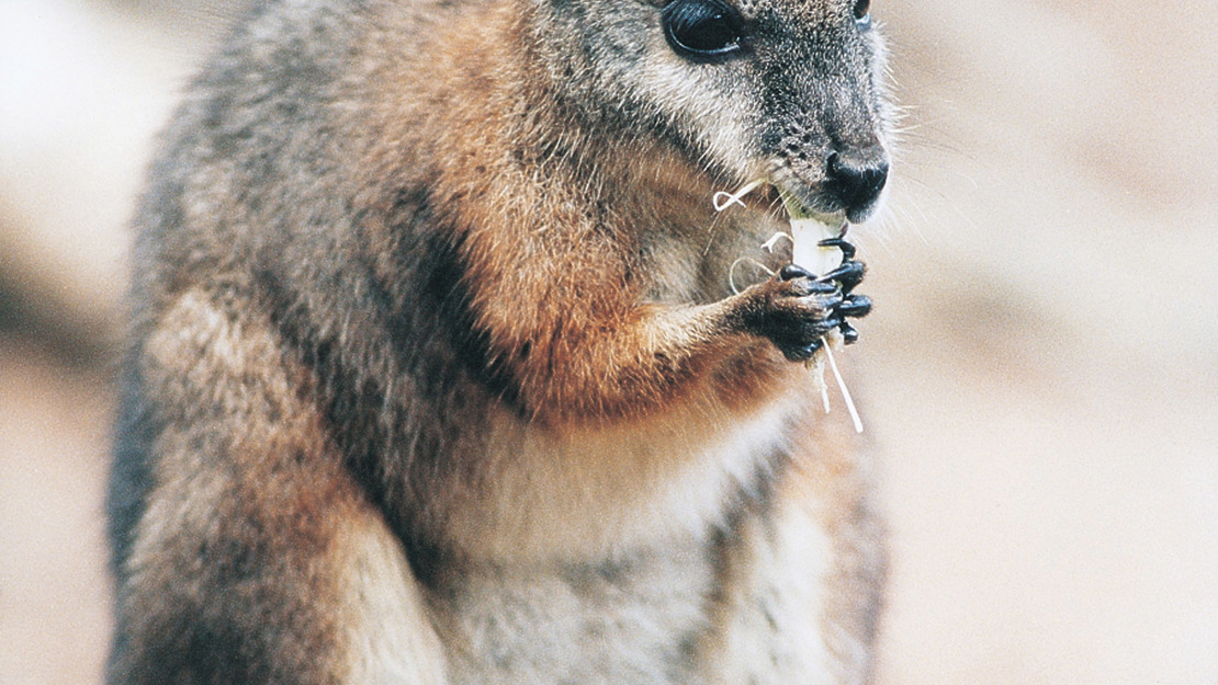 A wallaby munching on something white.