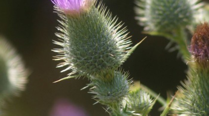 A purple flower at the tip of the plumeless thistle.