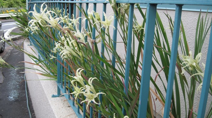 A line of gladiolus plants alongside a house, leaning out of a metal fence.