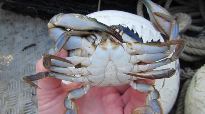 A hand holding up an Asian paddle crab and showing the white bottom to the camera.