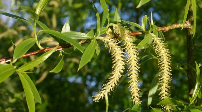 The flowers of the crack willow hand on long stems.