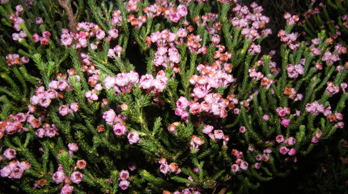 Berry heath bush with pink small flowers at the tip.