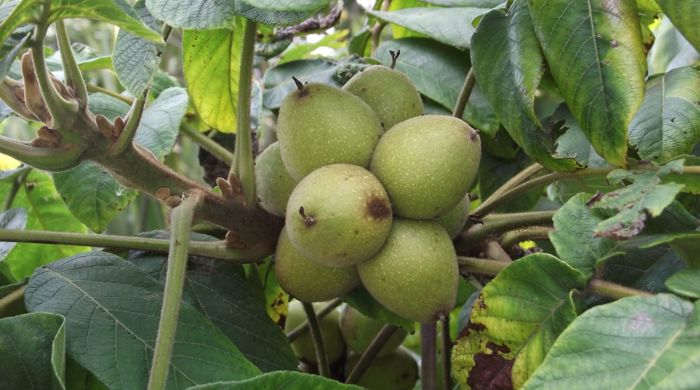 Close up of Japanese Walnut fruit.
