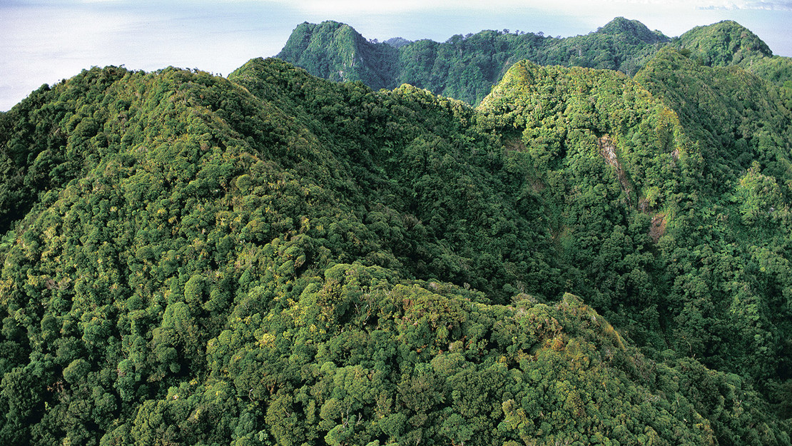 Forest-clad peaks of Hauturu (Little Barrier Island). 