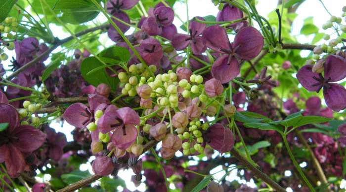 Chocolate vine with purple flowers and green seeds. 