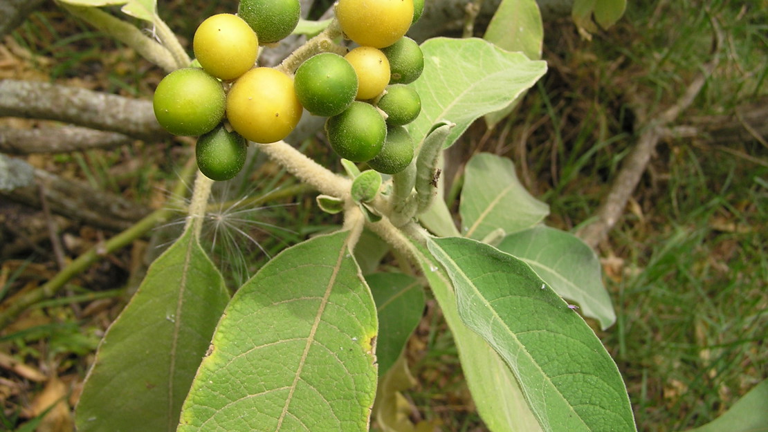 The yellow and green berries of woolly nightshade.