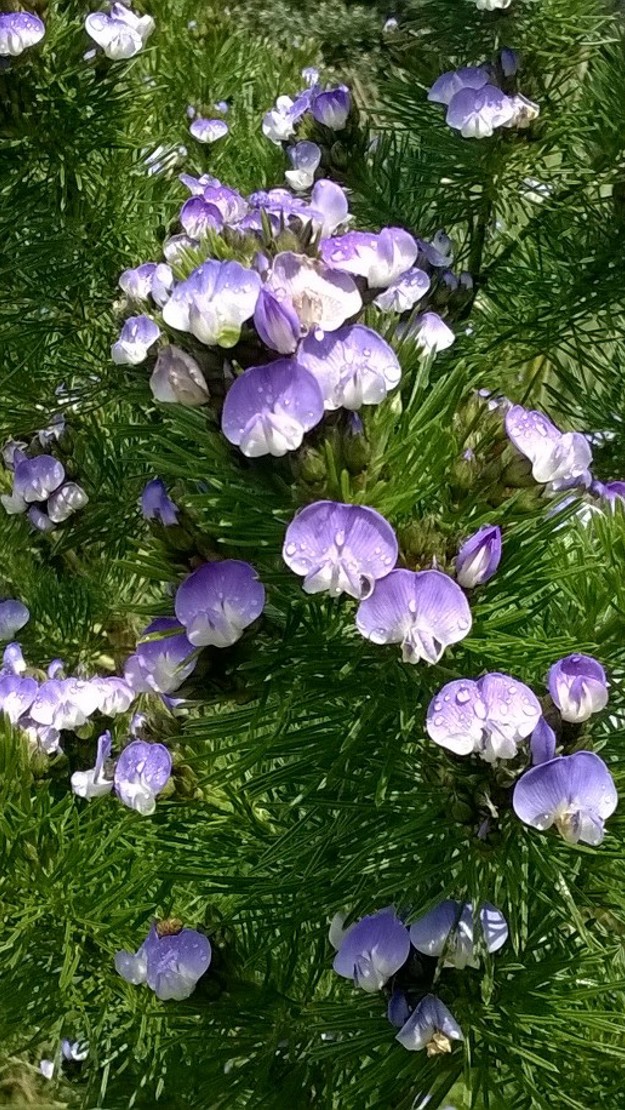 A dally pine tree with thin leaves and purple flowers.