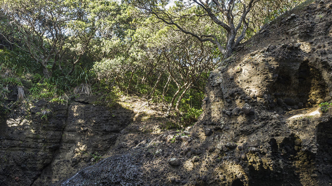 Trees and vegetation growing on a cliff edge.