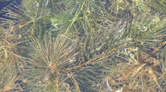 Close up of Hornwort stems under water.