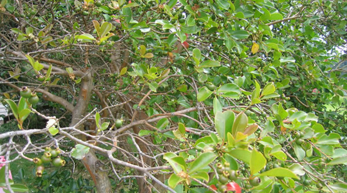 View of mature Guava tree trunk and branches with unripe fruit.