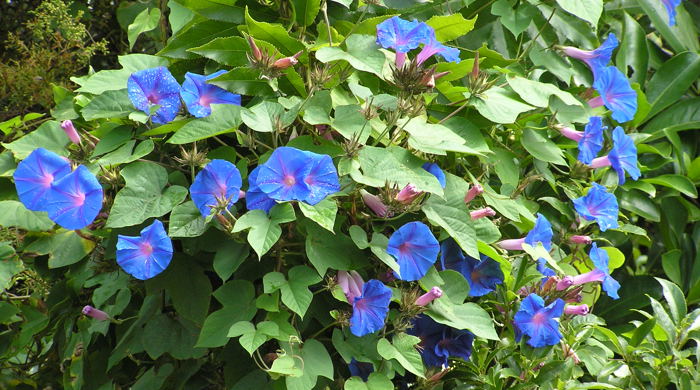 Canopy of morning glory in bloom.