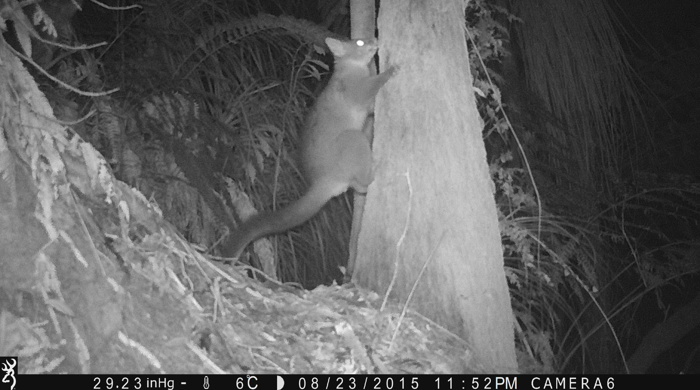 An image from a night surveillance camera of a possum making its way up a tree.