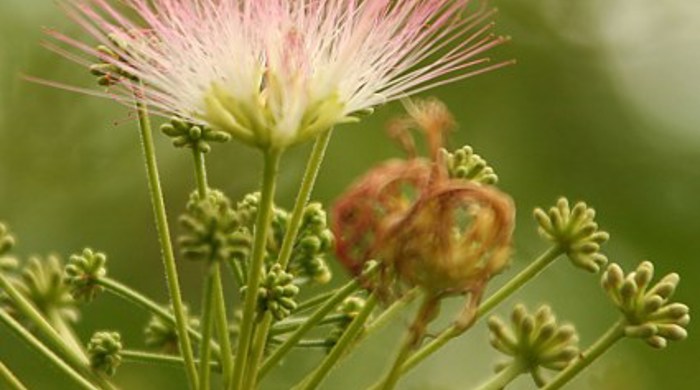 The flower of the silky acacia.