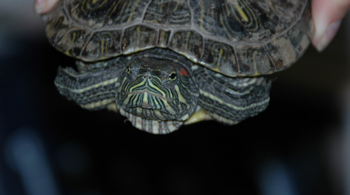 Red eared slider turtle held in the air facing the camera.
