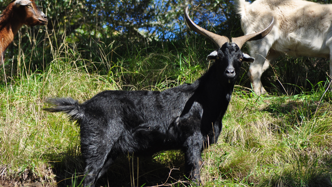 A feral black goat in the tussocks of a hill.