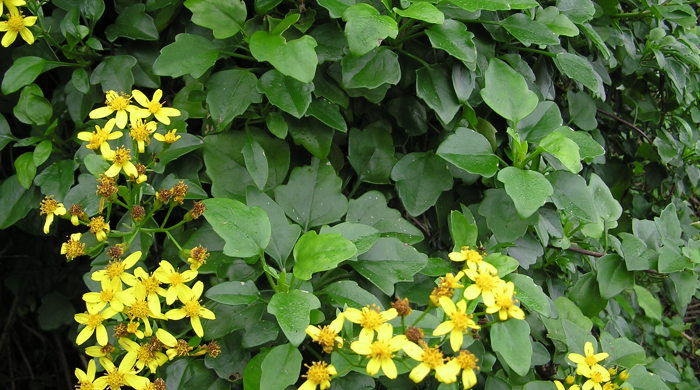 Cape ivy leaves with yellow flowers.