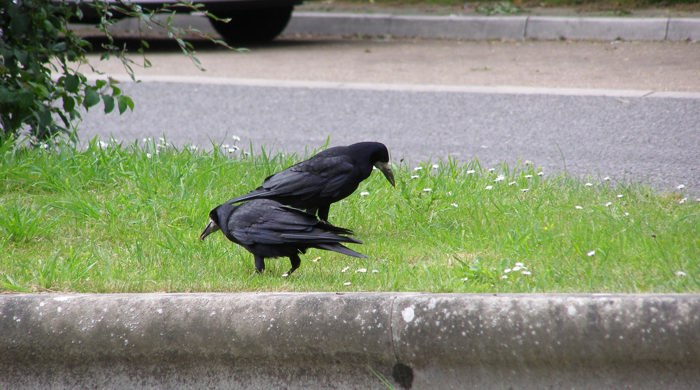 Two rooks feeding on a grass verge.