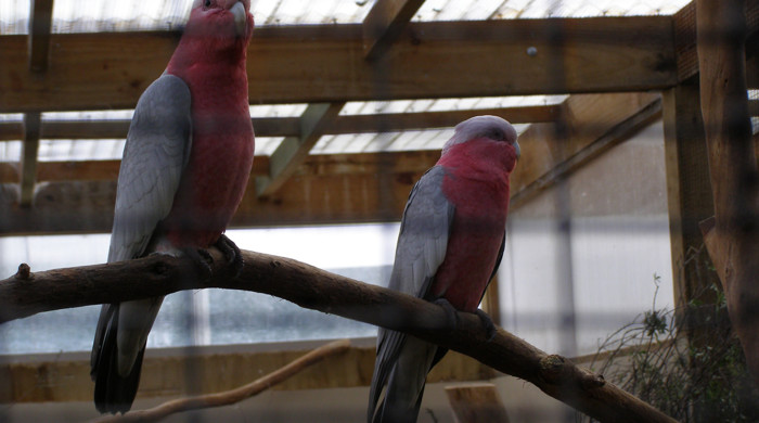 A pair of galahs in a cage. 