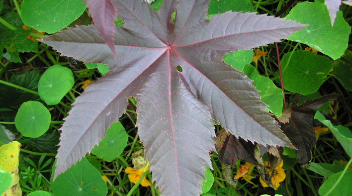 Close up of a purple castor oil plant leaf with seven points.
