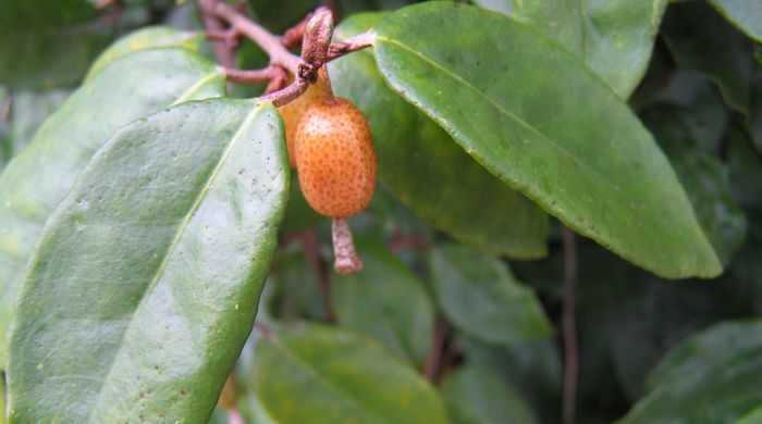 Elaeagnus berry.