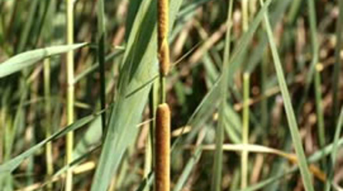 Southern Cattail flower spikes.