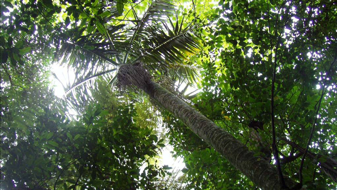 A tall bangalow palm.