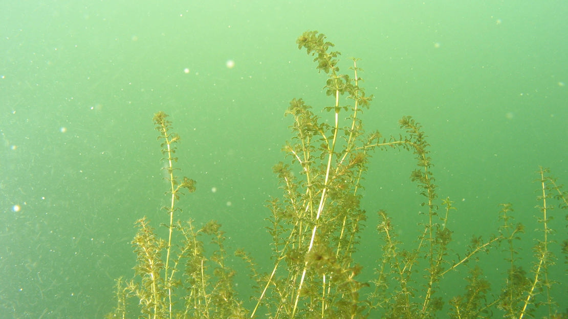 Hydrilla plant underwater.