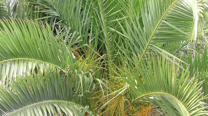 A well-established phoenix palm that is low to the ground.