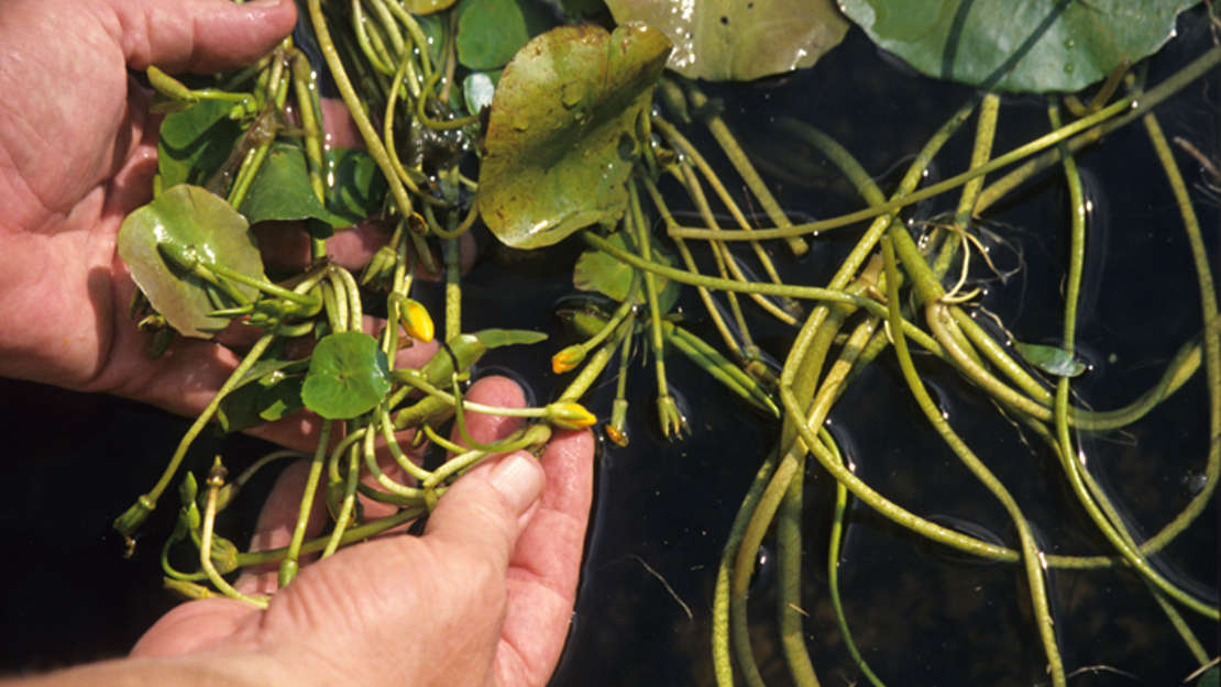 Hands lifting out stems of fringed water lily from the water.