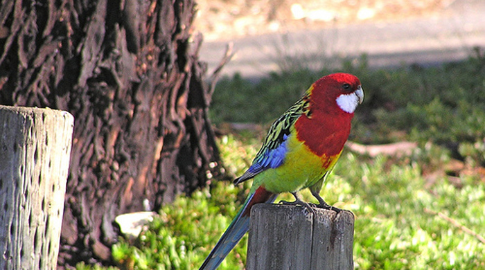 A brightly coloured eastern rosella perched on a post.