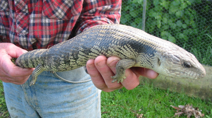 A large blue tongued skink being carried with two hands.