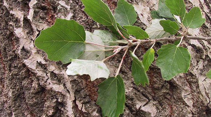 Silver Poplar leaves on tree trunk showing undersides.