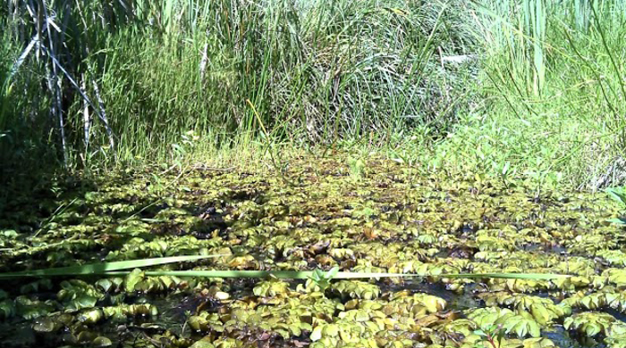 Salvinia on water surrounded by tall reeds.