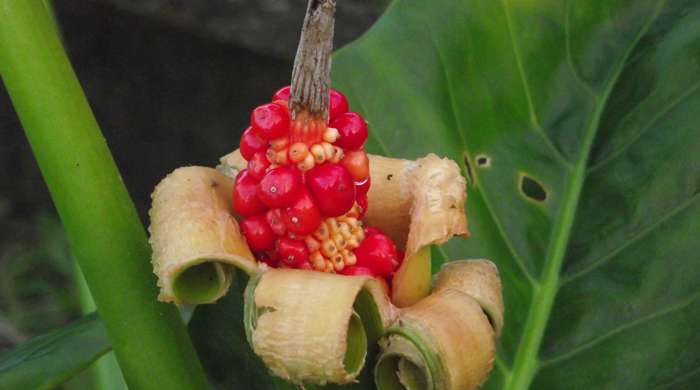 Close up of an elephant's ear fruit growing in the centre of a peeled sheath.