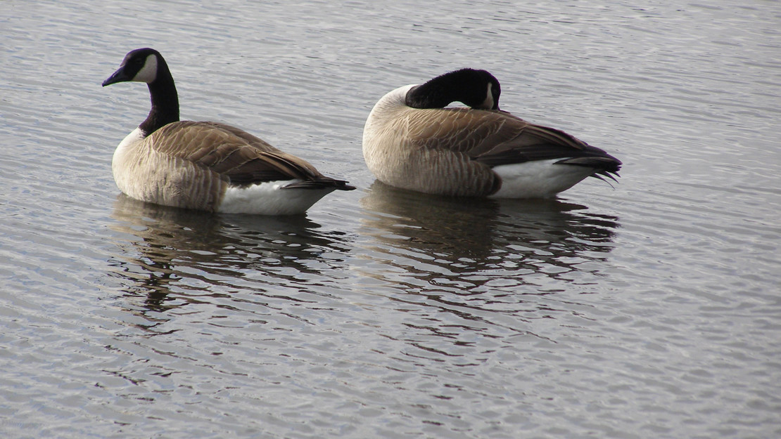 A pair of Canada geese chilling on a lake. 