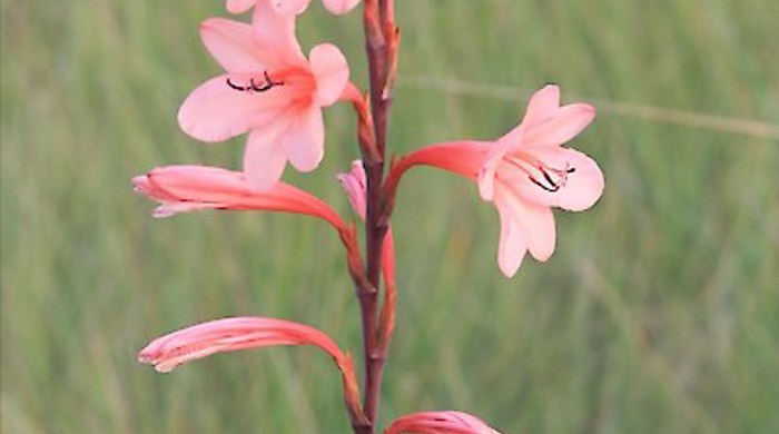 A photo showing the pink flowers of Bulbil Watsonia.