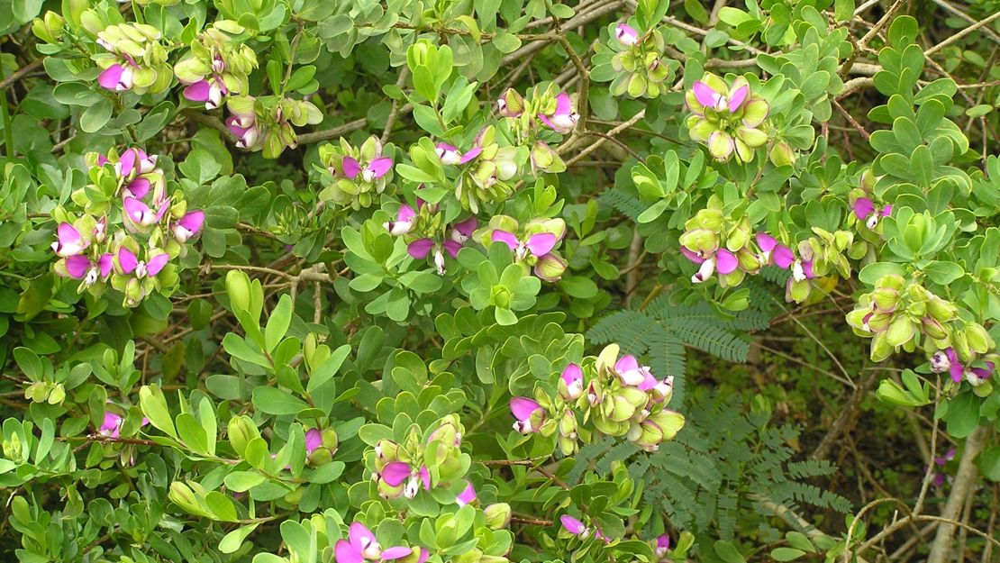 A mature Sweet Pea shrub with many flowers.