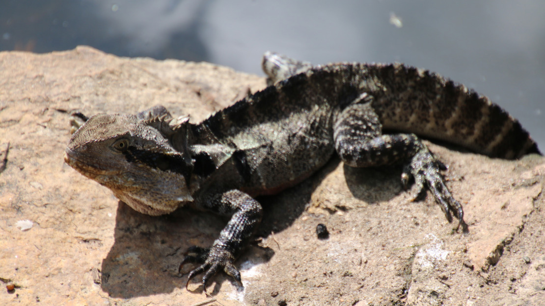 An eastern water dragon with a spiny ridge along its back resting on a rock.