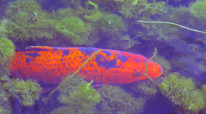 A koi carp swimming between vegetation.